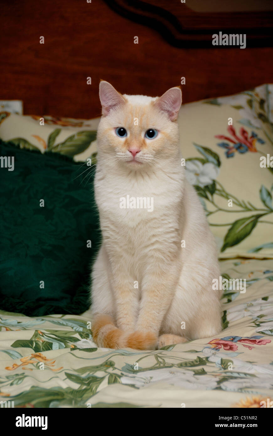Un punto di fiamma gatto siamese gatto regally pone su un ambiente elegantemente decorati con cuscini. Foto Stock