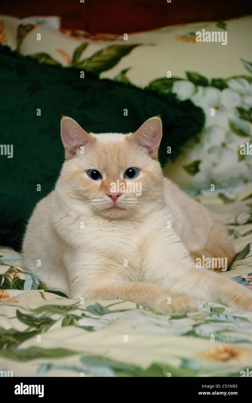 Un punto di fiamma gatto siamese gatto regally pone su un ambiente elegantemente decorati con cuscini. Foto Stock