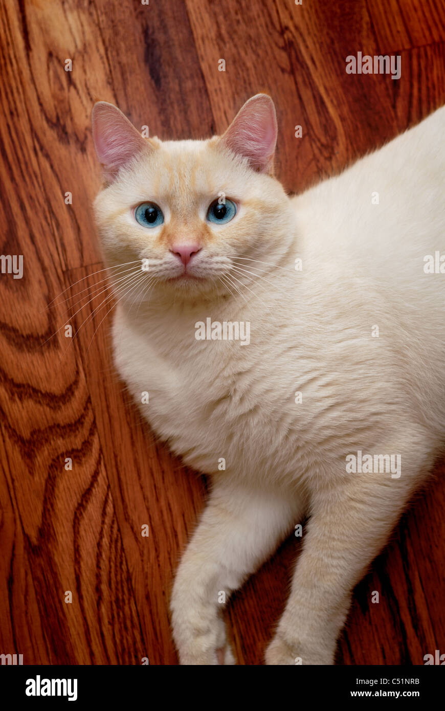 Un ritratto di un punto di fiamma gatto siamese gatto, altrimenti noto come un oriental shorthair. Questo gatto ha gli occhi blu. Foto Stock