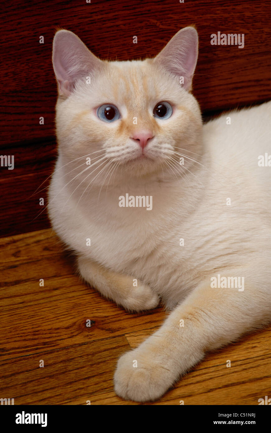 Un ritratto di un punto di fiamma gatto siamese gatto, altrimenti noto come un oriental shorthair. Questo gatto ha gli occhi blu. Foto Stock