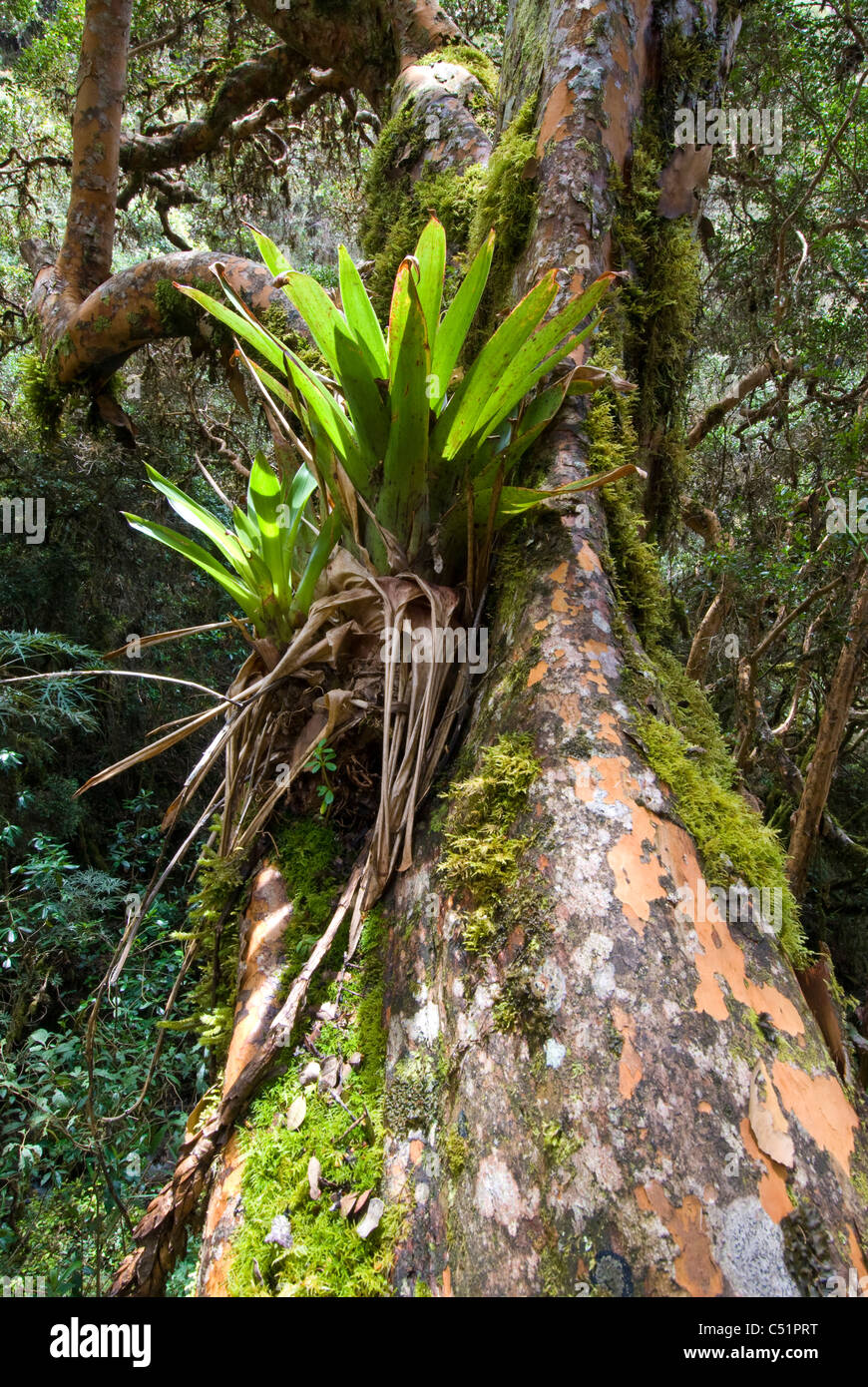 Bromeliad cresce su polylepis sp. in polylepis bosco lungo il Cammino Inca in Perù Foto Stock