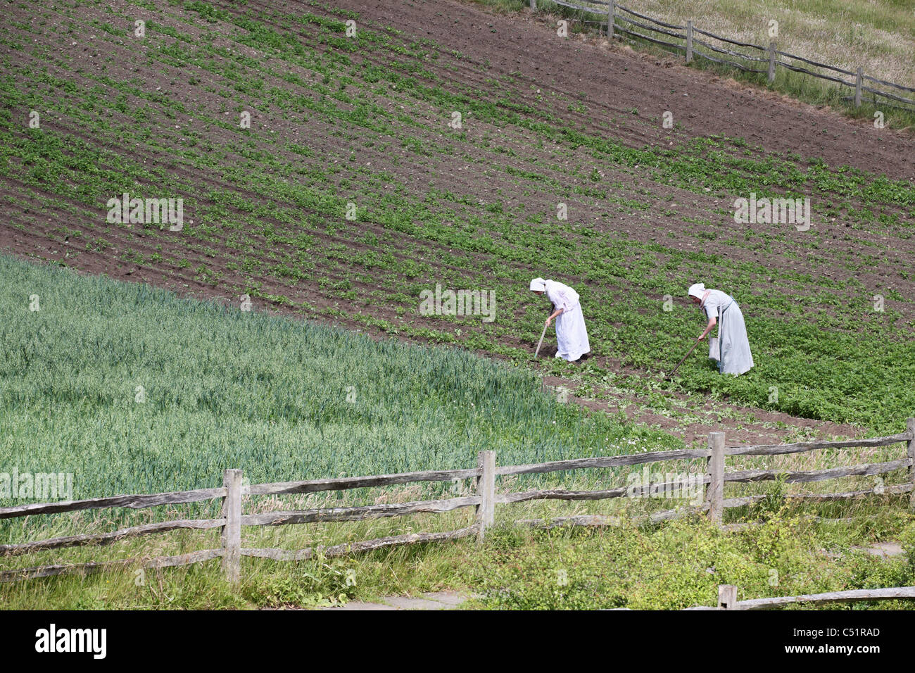 Le donne che lavorano in un campo a Beamish Nord dell Inghilterra Museum Regno Unito Foto Stock