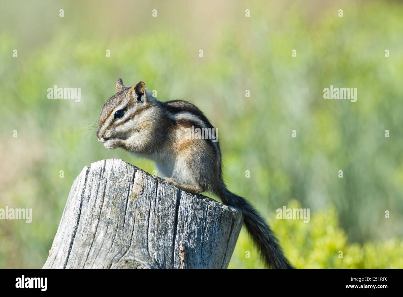 Almeno Scoiattolo striado sul post Foto Stock