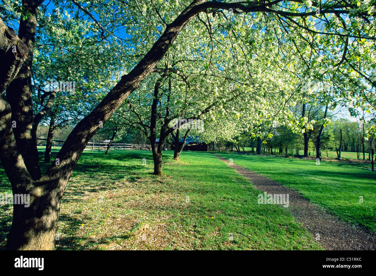 Primavera fiorisce in un frutteto, storica azienda di stoppini, Jockey Hollow State Park, New Jersey Foto Stock