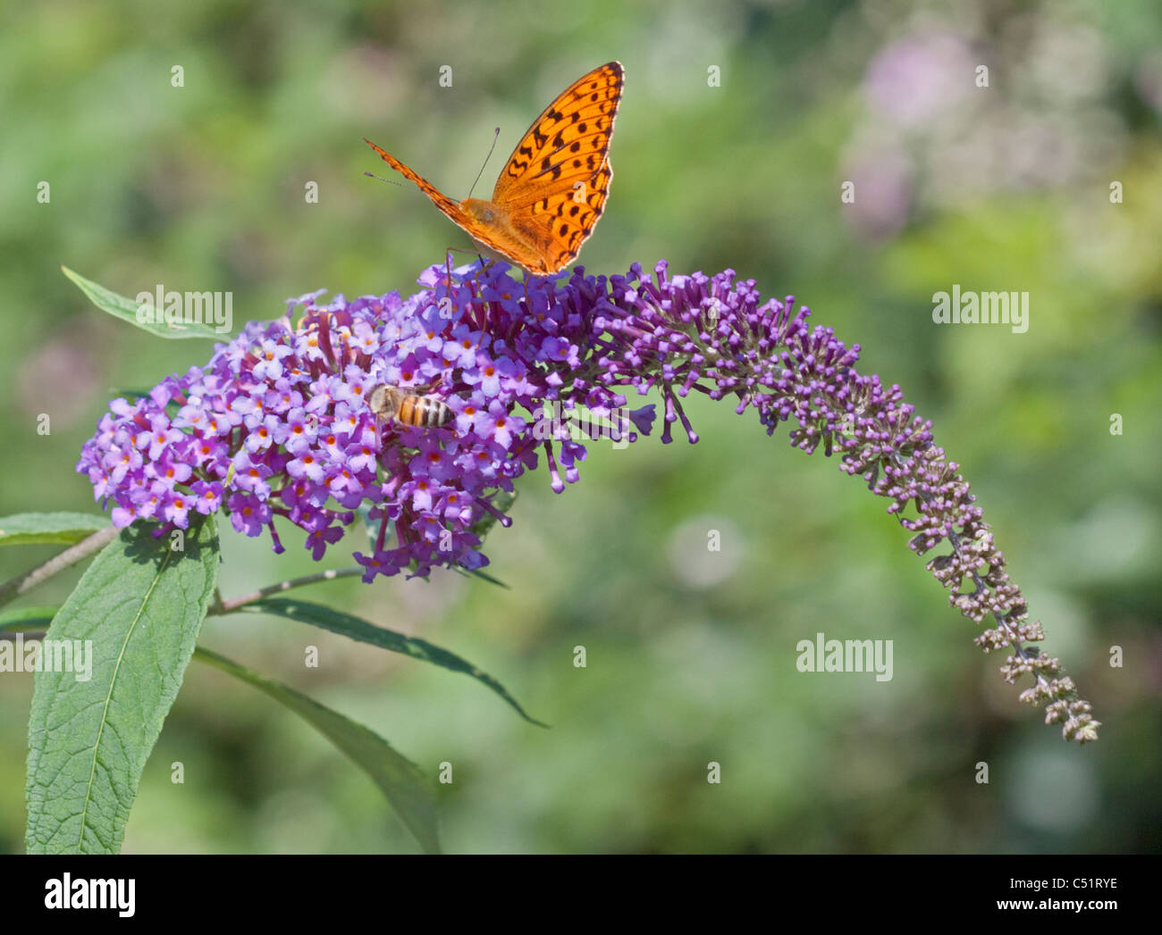Verde scuro Fritillary Butterfly (argynnis aglaga) e miele delle api su Wild Buddleia, Dolomiti, Italia Foto Stock