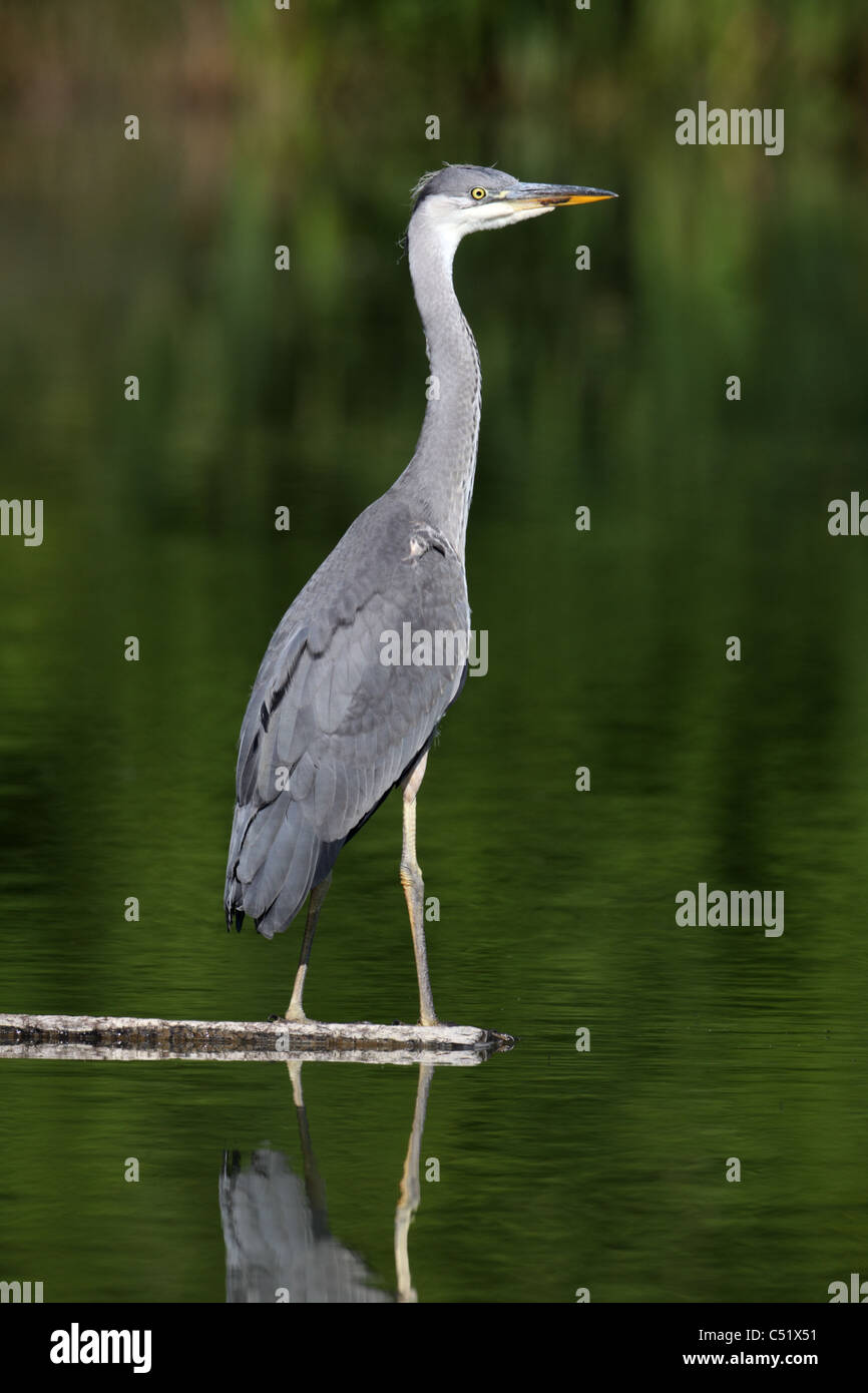 Airone cenerino, Ardea cinerea, giovane singolo uccello mediante acqua, Midlands, Giugno 2011 Foto Stock