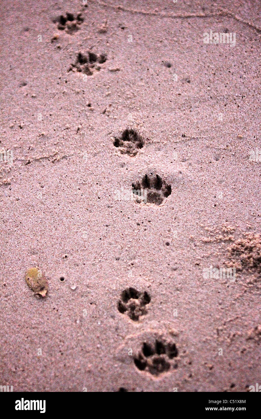 La iena le vie orme nella sabbia in spiaggia Saadani National Park in Tanzania Africa Foto Stock