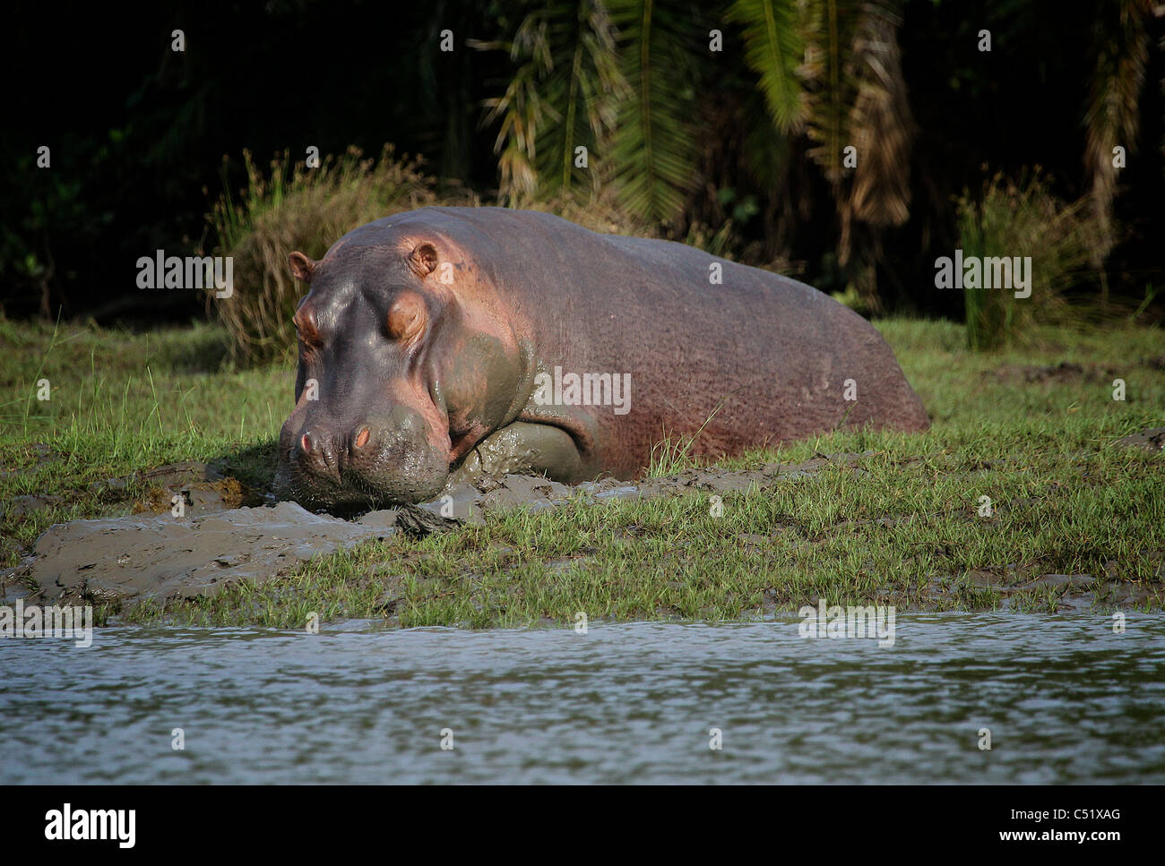 Ippopotamo ( Ippopotamo Ampibius ) Saadani National Park in Tanzania Foto Stock