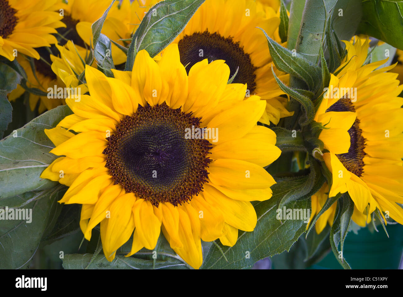 Girasoli al mercato pubblico in Rochester New York Foto Stock