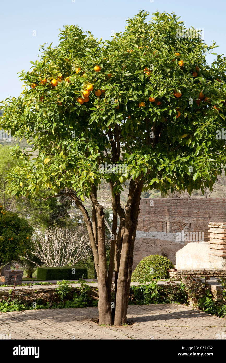 Europa Spagna Espana Granada Andalusia alhambra giardino arancio Foto Stock
