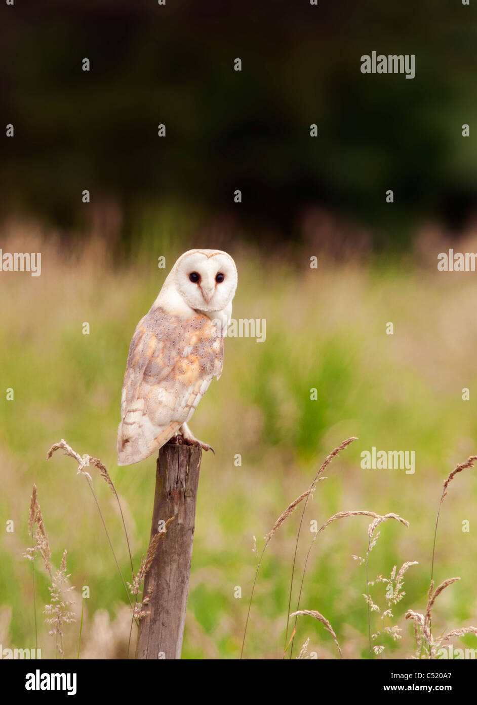 Wild Barbagianni appollaiato sulla staccionata in legno post, Norfolk Foto Stock