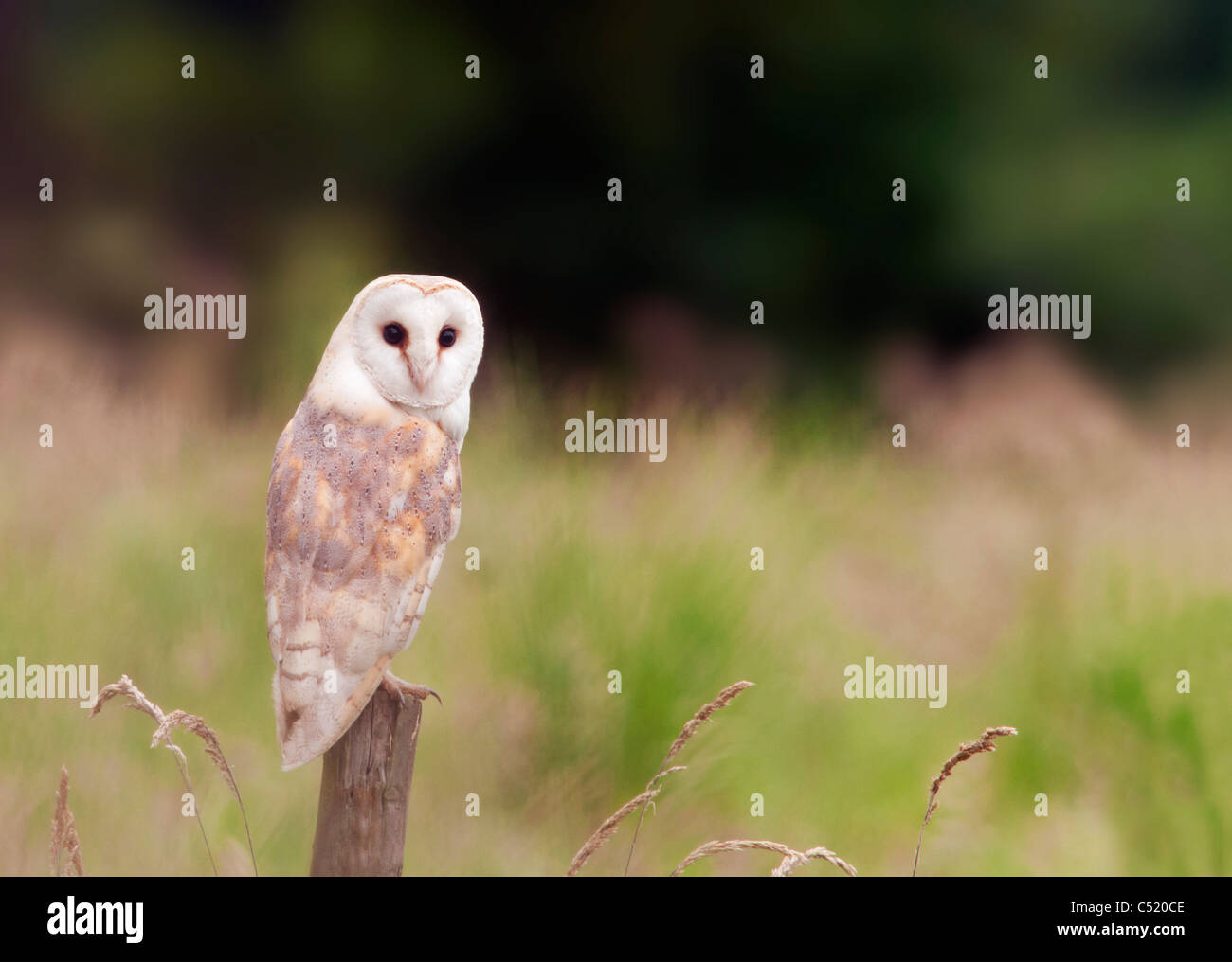 Wild Barbagianni appollaiato sulla staccionata in legno post, Norfolk Foto Stock