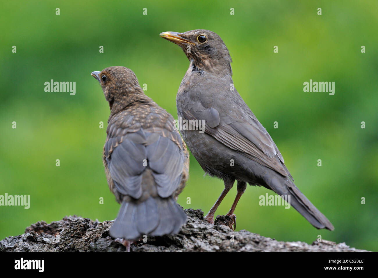 Merlo comune (Turdus merula) femmina con i capretti, Belgio Foto Stock