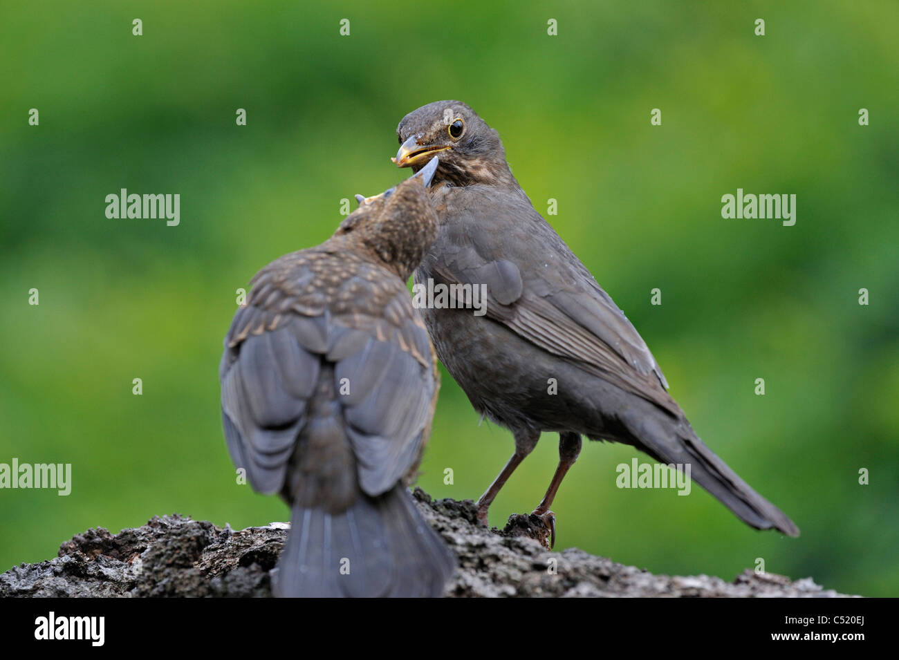 Merlo comune (Turdus merula) femmina alimentazione di capretti, Belgio Foto Stock