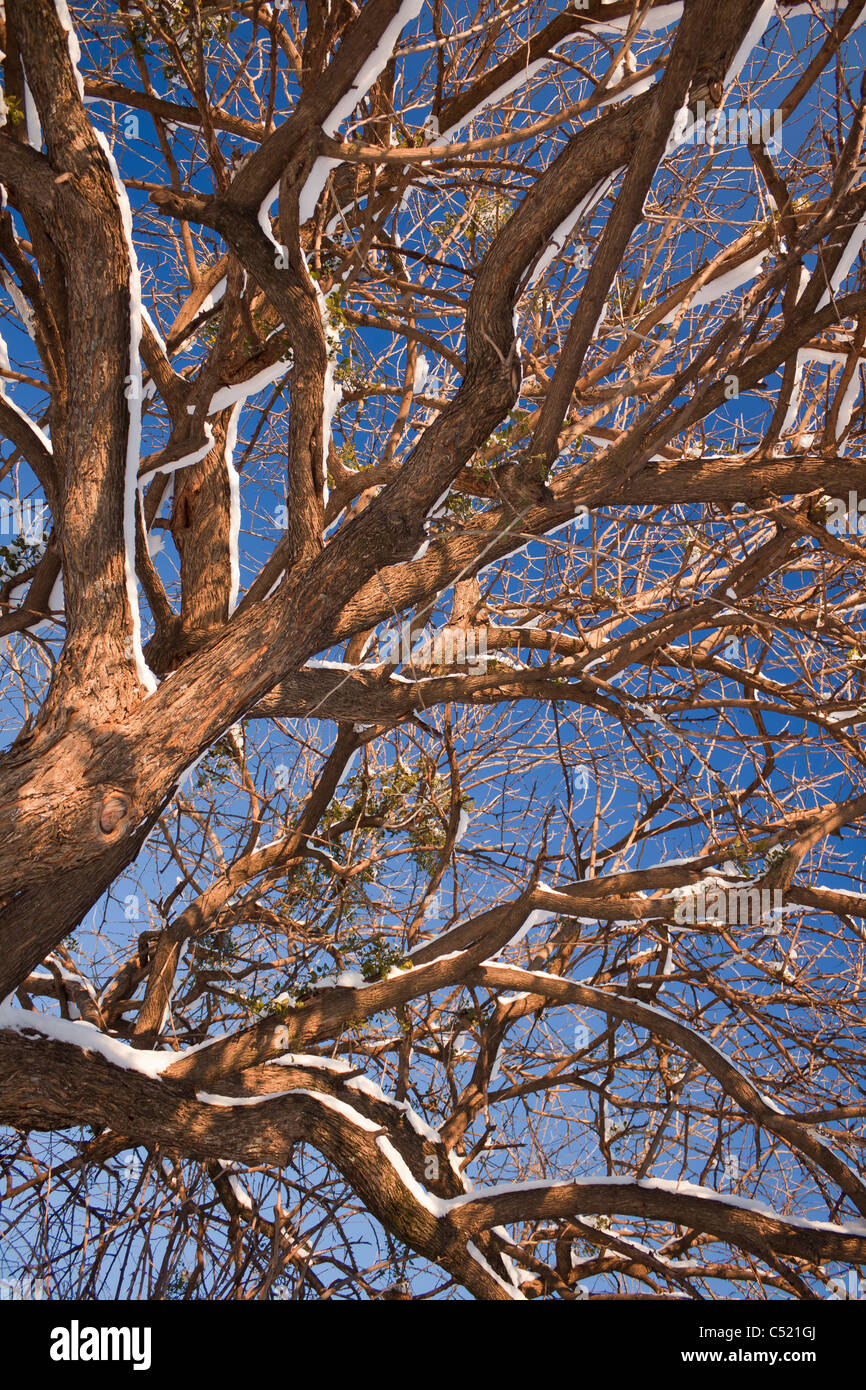I rami di un albero sono coperti di neve e di sparare contro un profondo cielo blu. Foto Stock