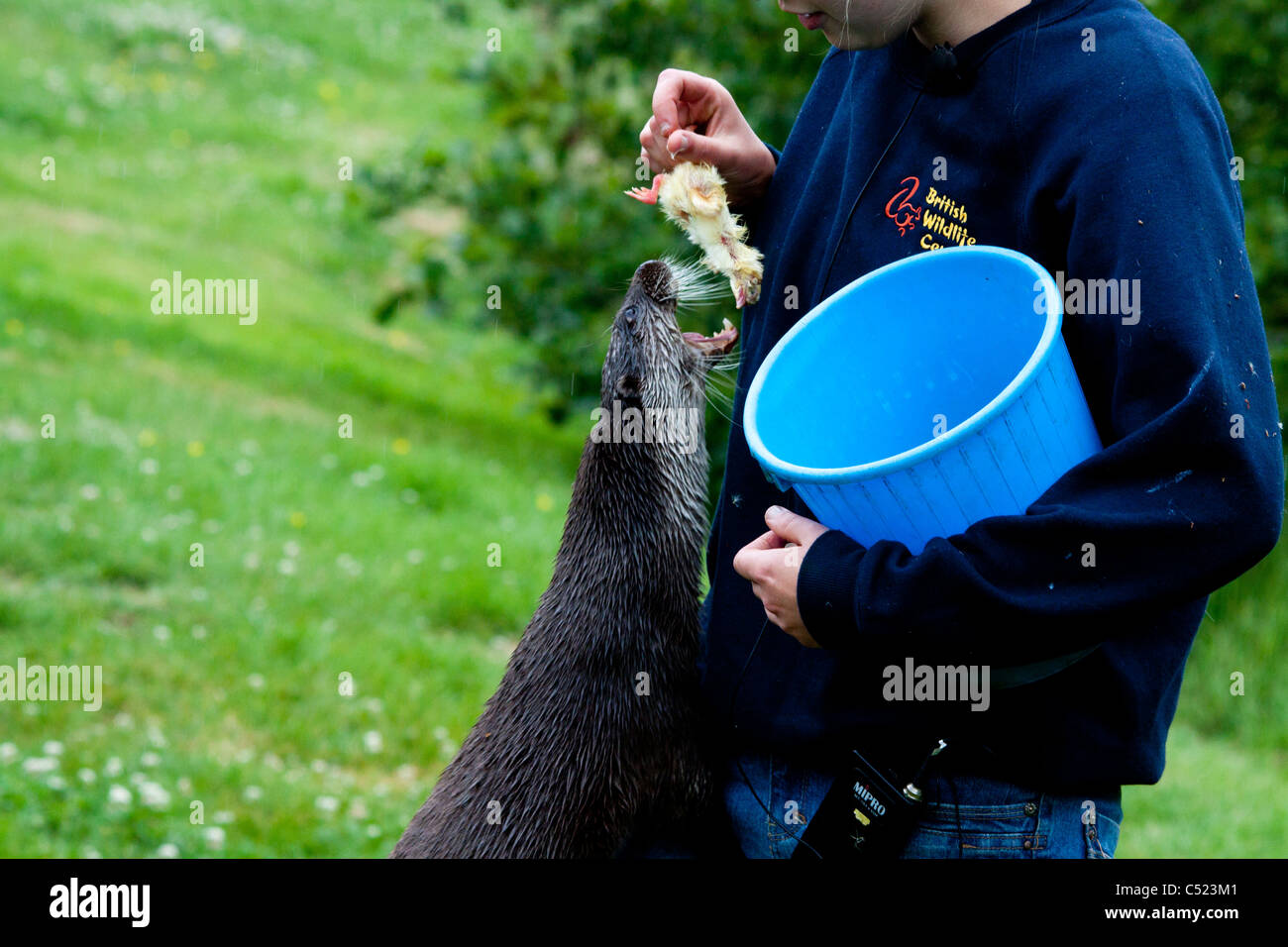 Una Lontra essendo alimentato presso il British Centro faunistico Foto Stock