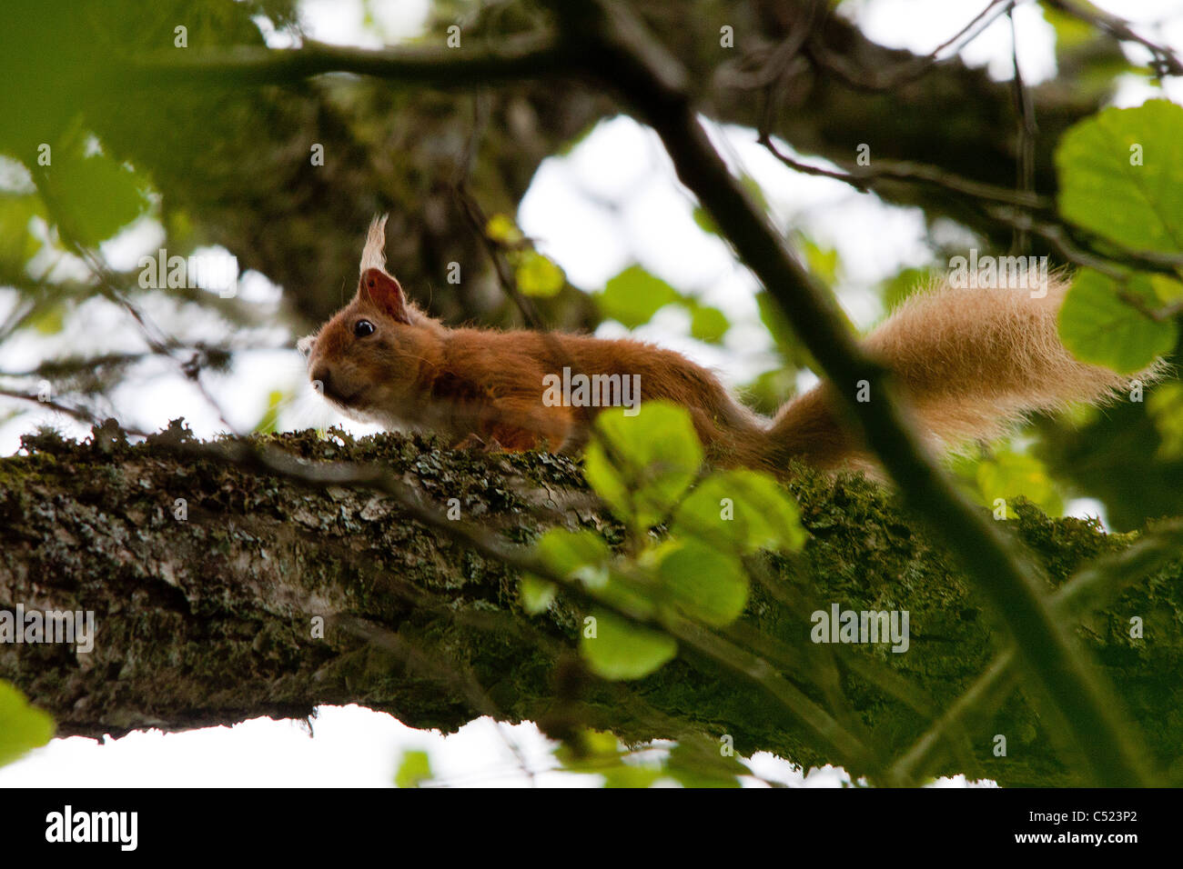 Uno scoiattolo rosso acceso attraverso la struttura ad albero in Scozia Foto Stock