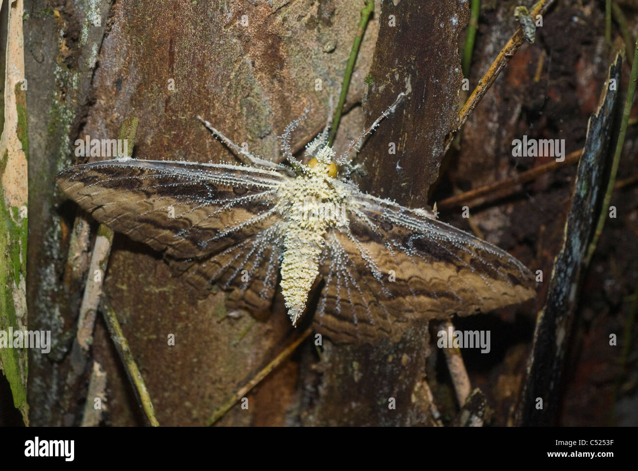 La tignola consumato da Cordyceps fungo nella foresta amazzonica in Loreto Perù Foto Stock