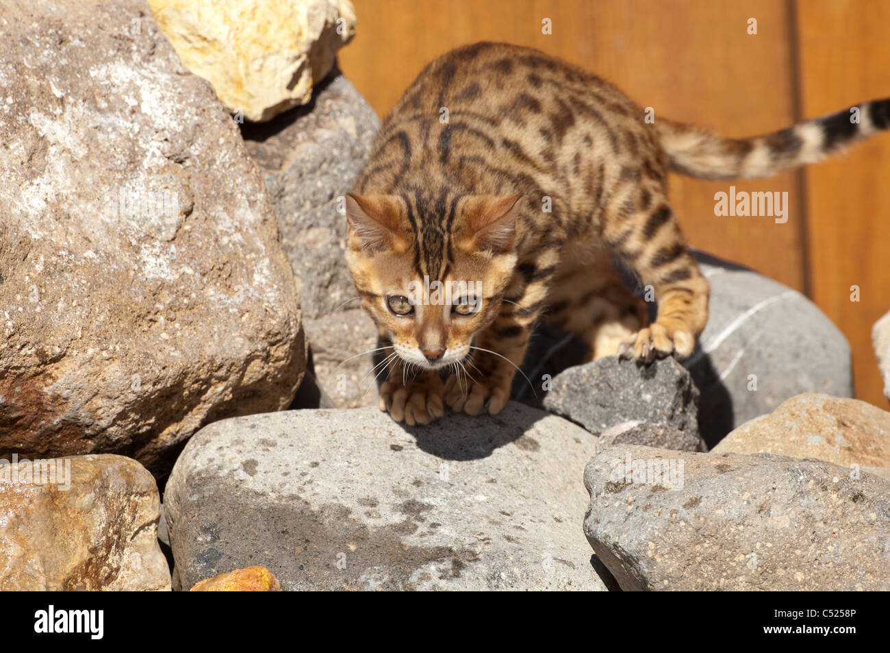 Stock Foto di un gattino bengala camminando sulle rocce in un giardino. Questo gattino è di proprietà di fotografi. Foto Stock