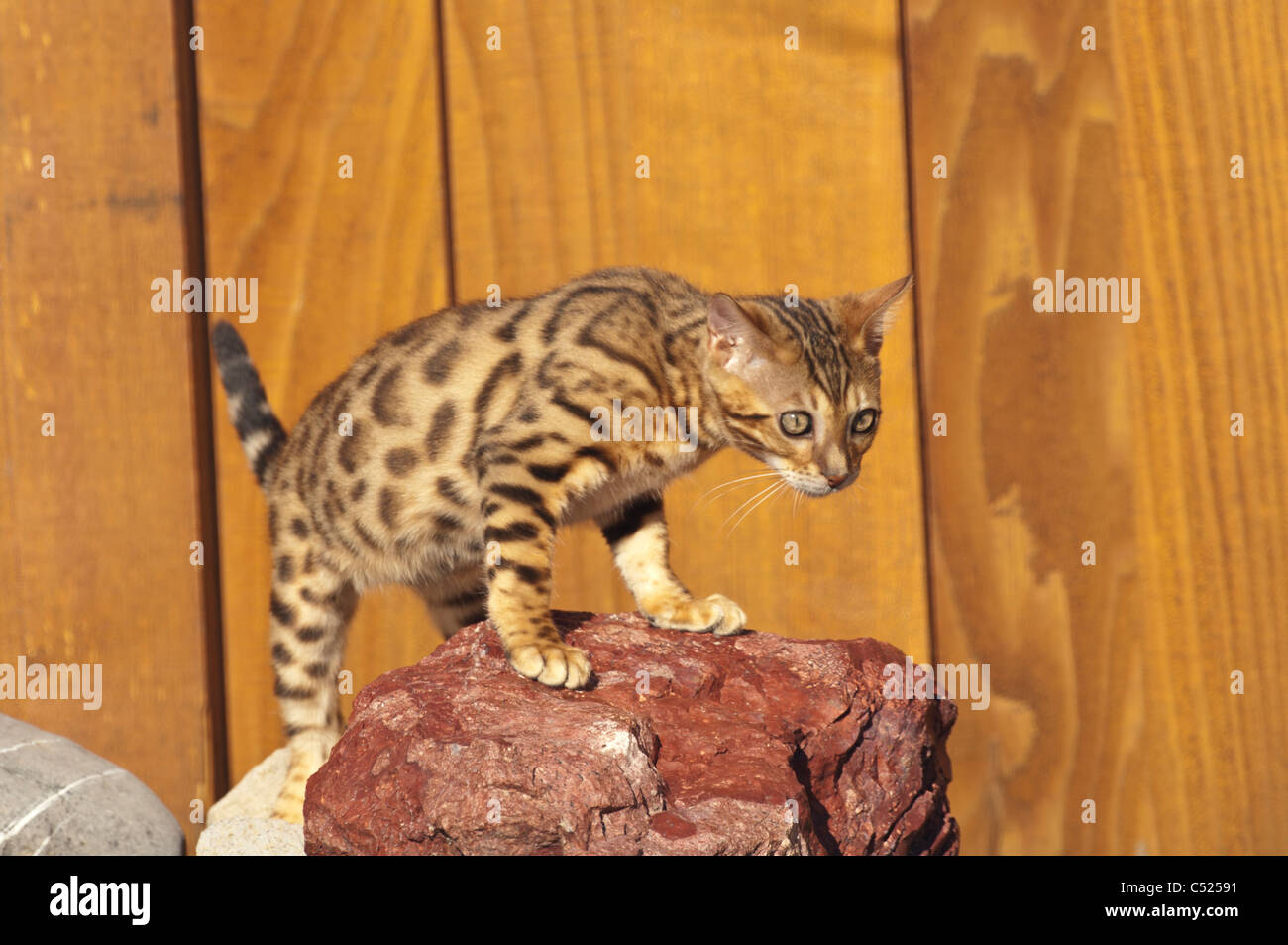 Stock Foto di un gattino bengala camminando sulle rocce in un giardino. Questo gattino è di proprietà di fotografi. Foto Stock