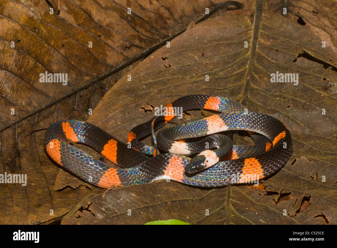 Il calicò snake (Oxyrhopus petola) nella foresta amazzonica in Perù di Loreto Foto Stock