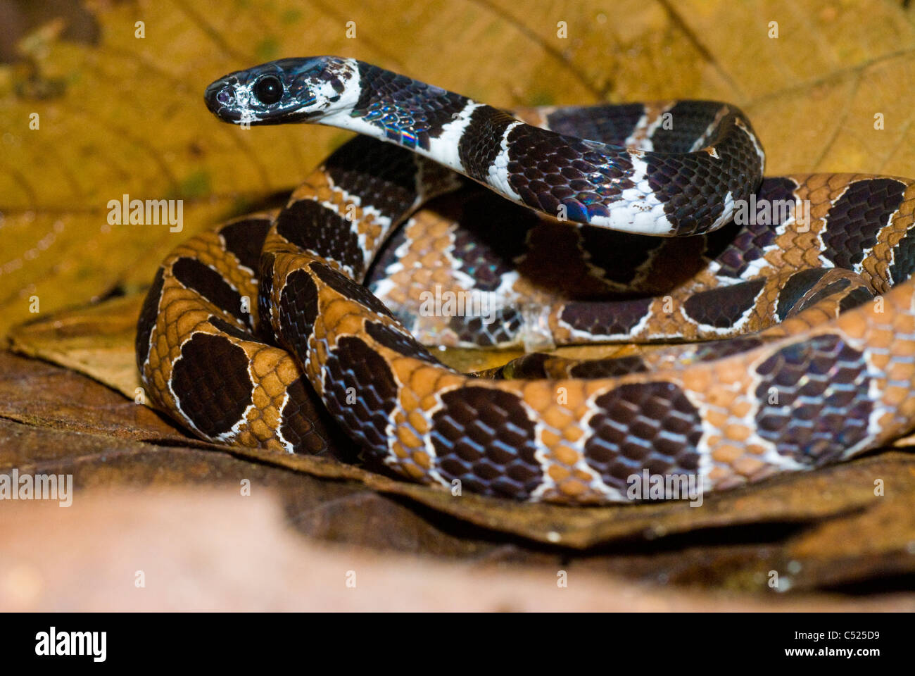 Sete ornati snake (Dipsas catysbyi) aka lumaca Serpente Mangiare Foto Stock