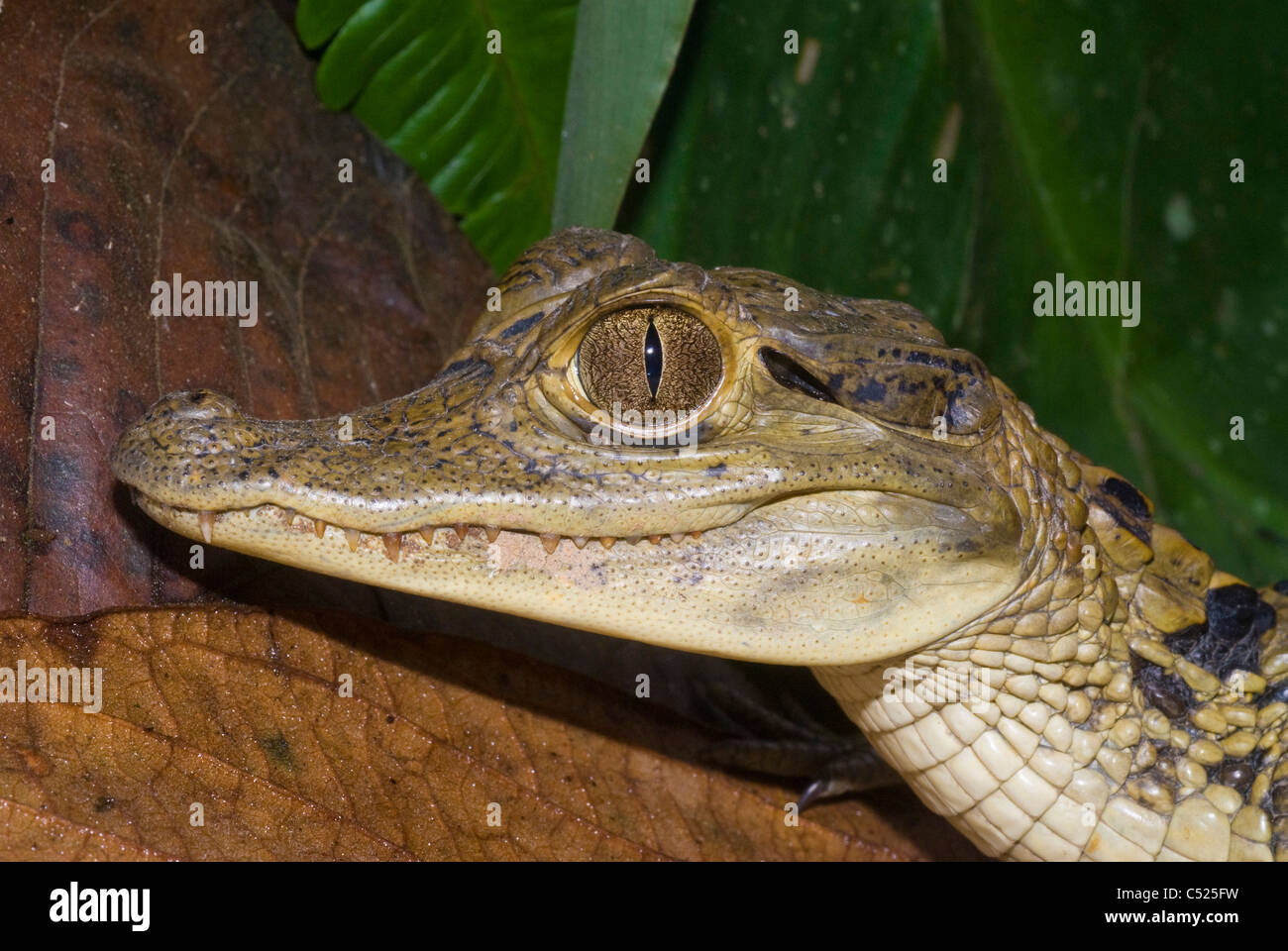 Caimano dagli occhiali (Caiman crocodilus) sul Rio El Tigre in Loreto Perù Foto Stock