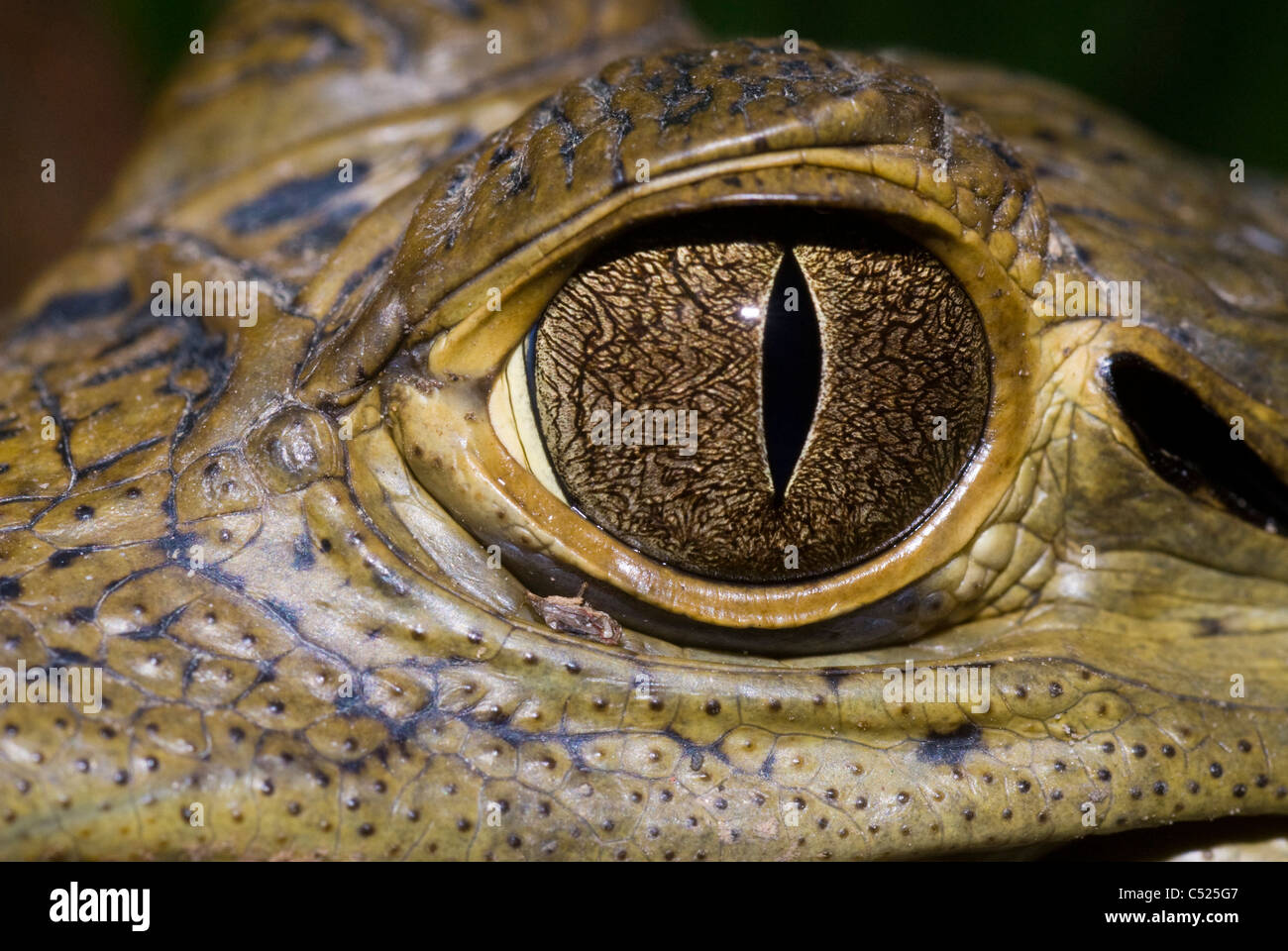 Occhio del caimano dagli occhiali (Caiman crocodilus) sul Rio El Tigre in Loreto Perù Foto Stock