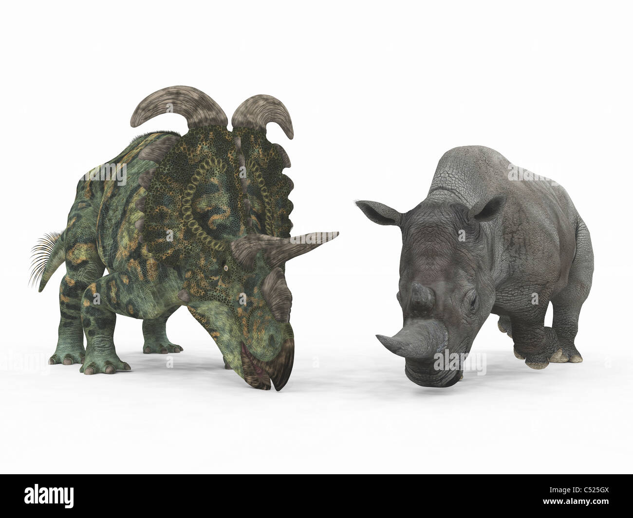 Un adulto Albertaceratops rispetto a un moderno adulto rinoceronte bianco. Foto Stock