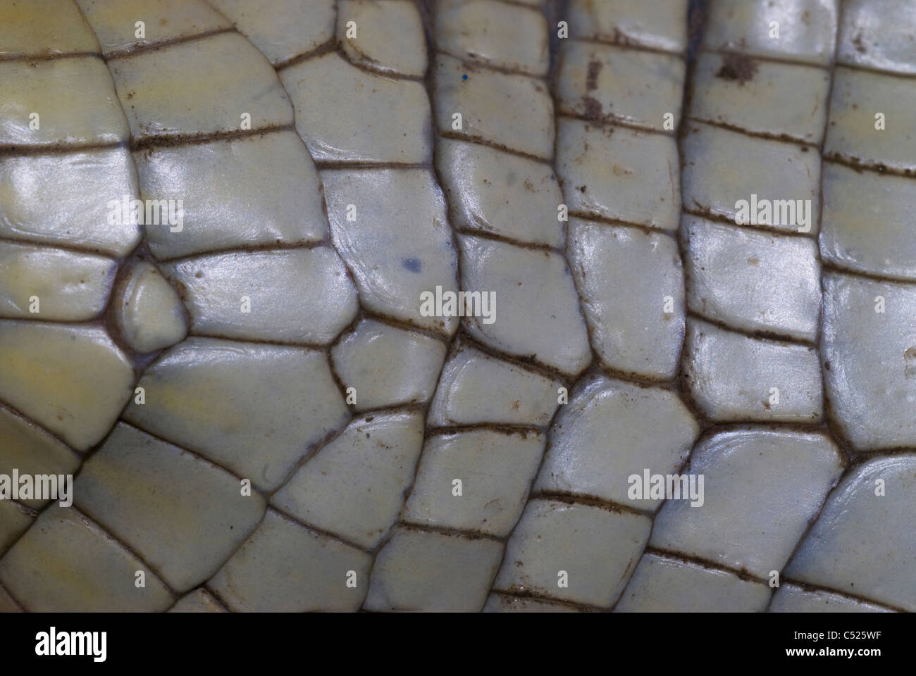 Ventre scutes del caimano dagli occhiali (Caiman crocodilus) sul Rio El Tigre in Loreto Perù Foto Stock