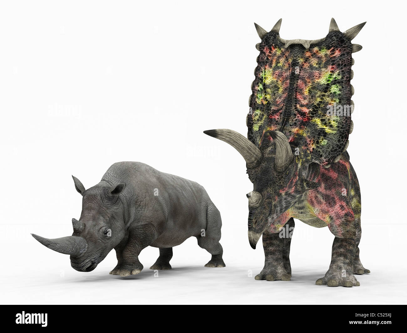 Un adulto Pentaceratops rispetto a un moderno adulto rinoceronte bianco. Foto Stock
