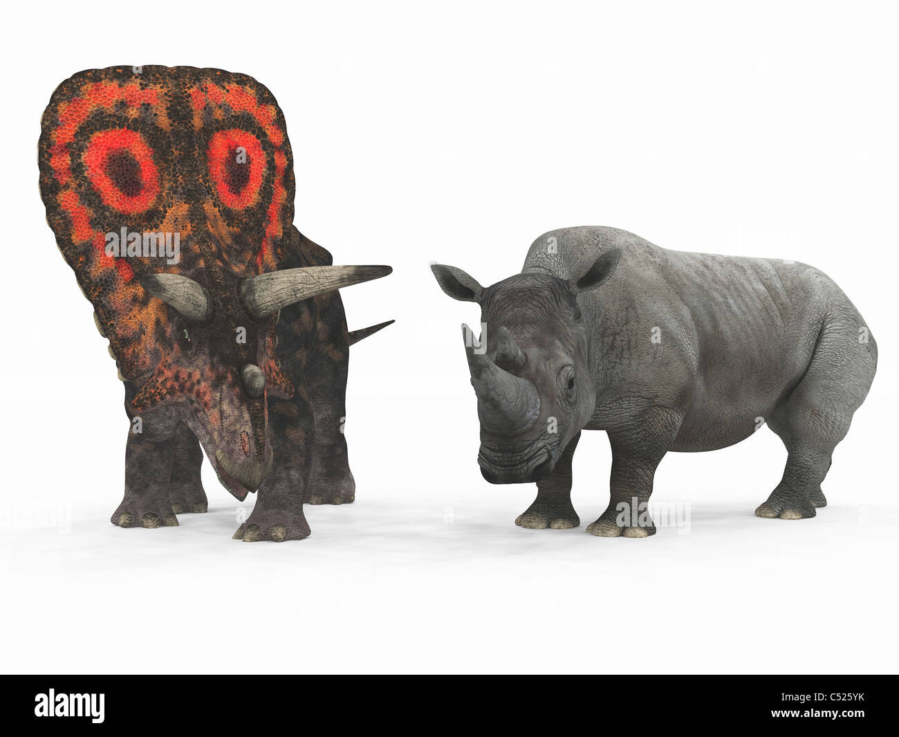 Un adulto Torosaurus rispetto a un moderno adulto rinoceronte bianco. Foto Stock