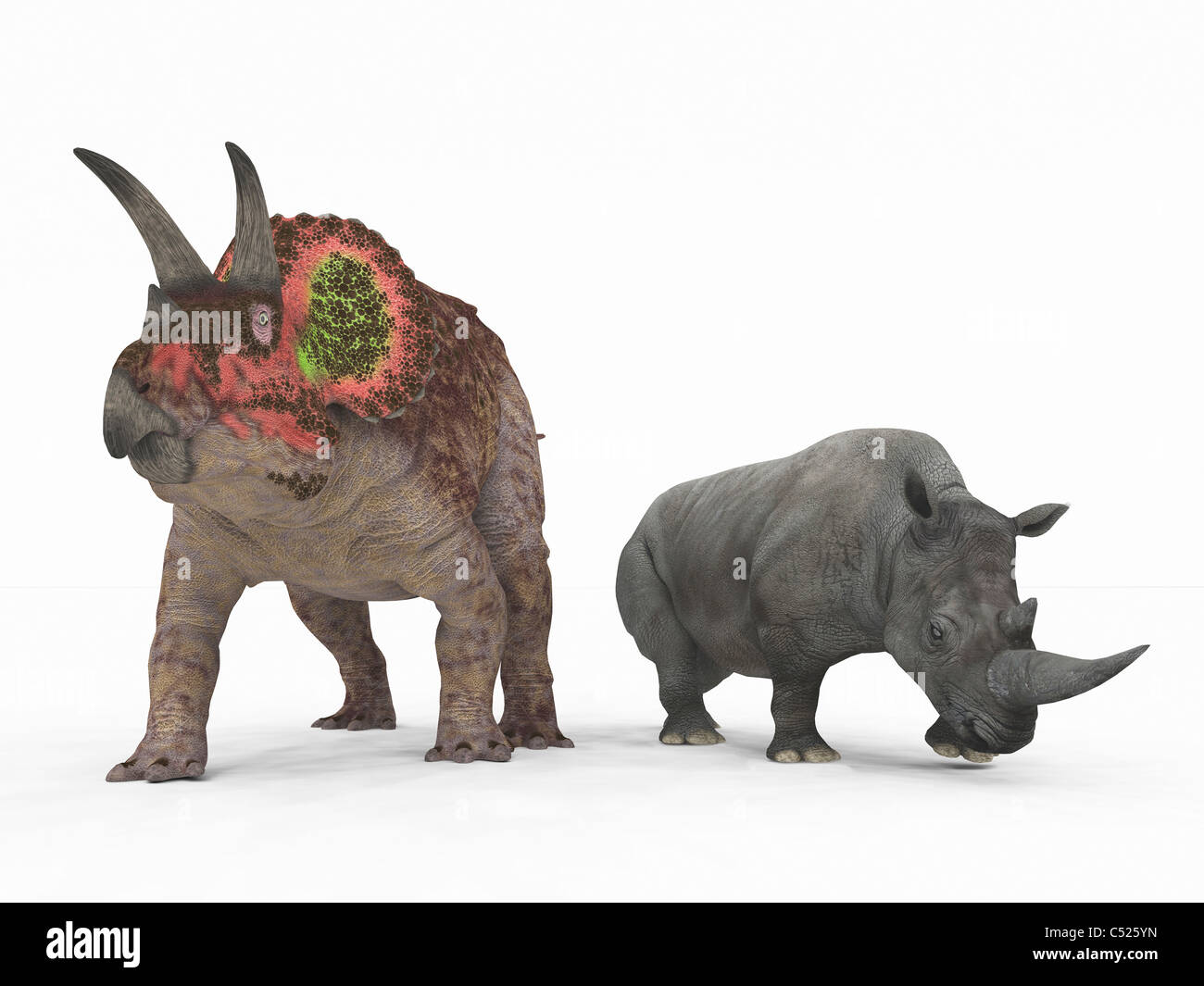Un adulto Triceratops rispetto a un moderno adulto rinoceronte bianco. Foto Stock