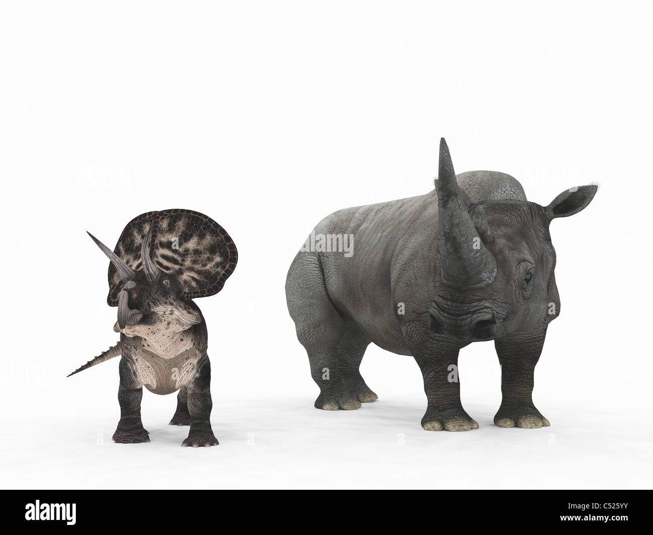 Un adulto Zuniceratops rispetto a un moderno adulto rinoceronte bianco. Foto Stock