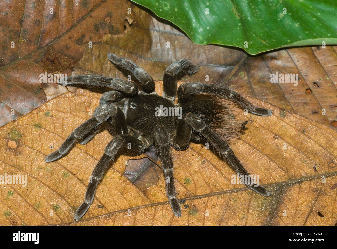 Tarantula (Pamphobeteus sp.) nella foresta amazzonica in Perù di Loreto Foto Stock