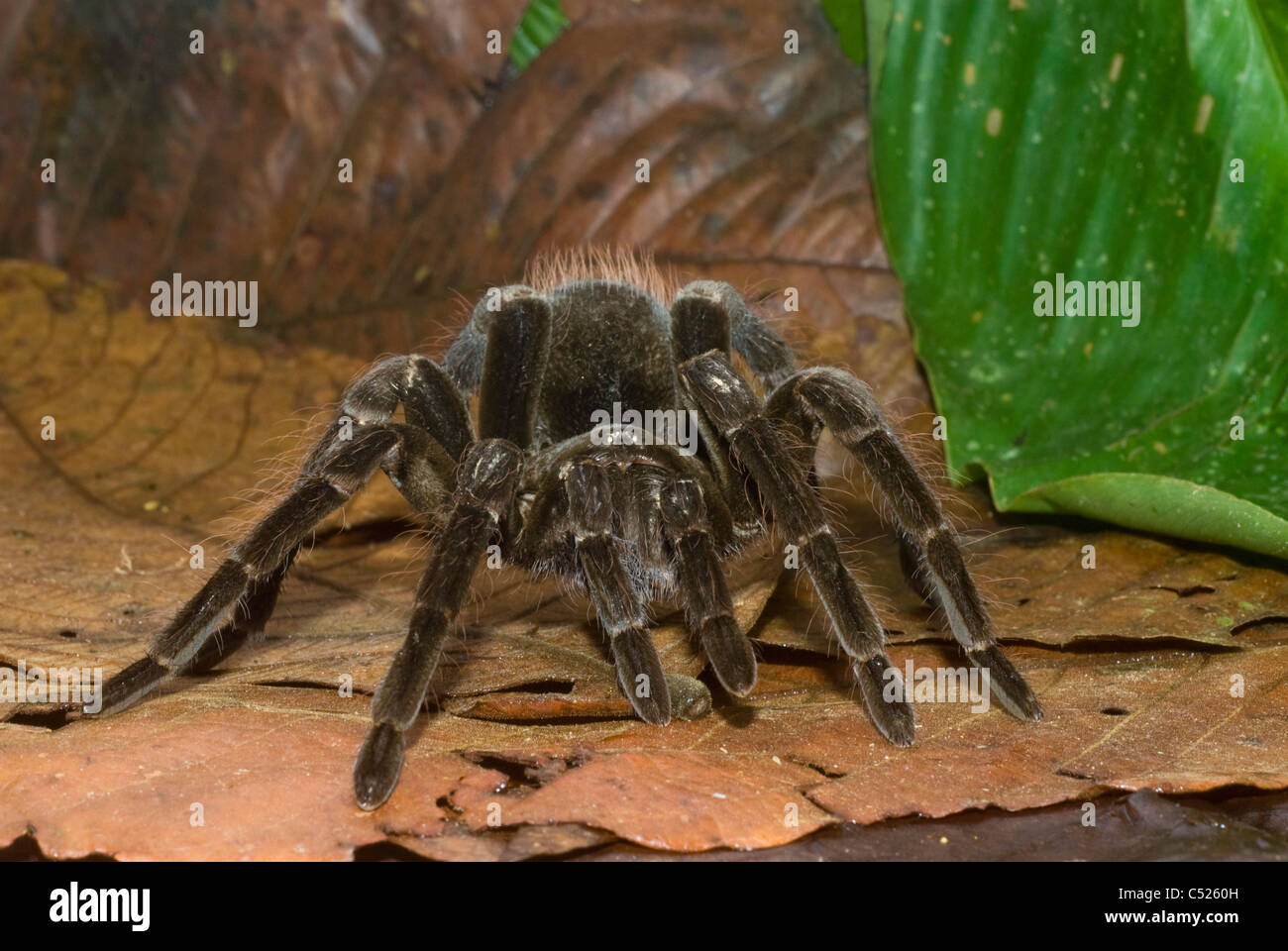 Tarantula (Pamphobeteus sp.) nella foresta amazzonica in Perù di Loreto Foto Stock