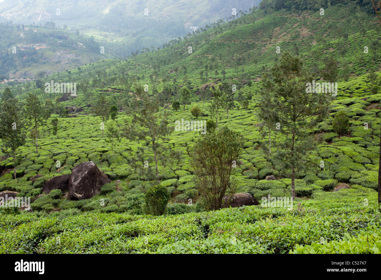 Le piantagioni di tè in Munnar, India Foto Stock
