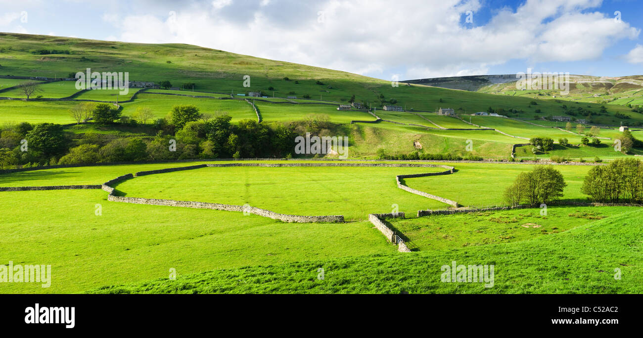 I campi agricoli, Swaledale, North Yorkshire, Regno Unito Foto Stock