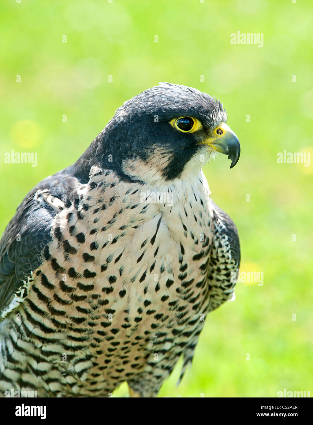 Close up di un falco pellegrino Foto Stock