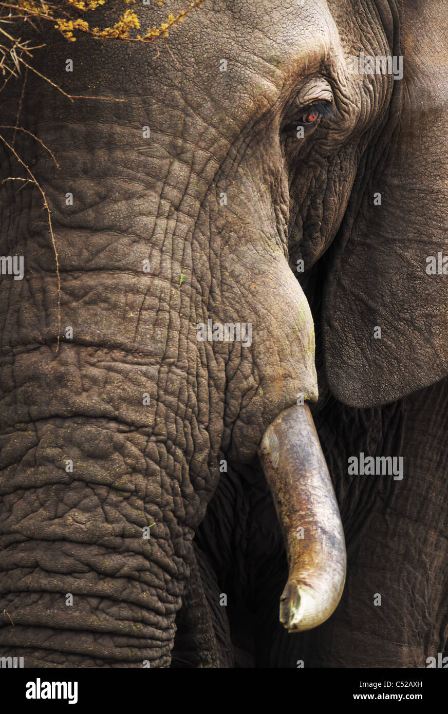 Close-up di un elefante africano - Loxodonta africana - Kruger National Park - Sud Africa Foto Stock