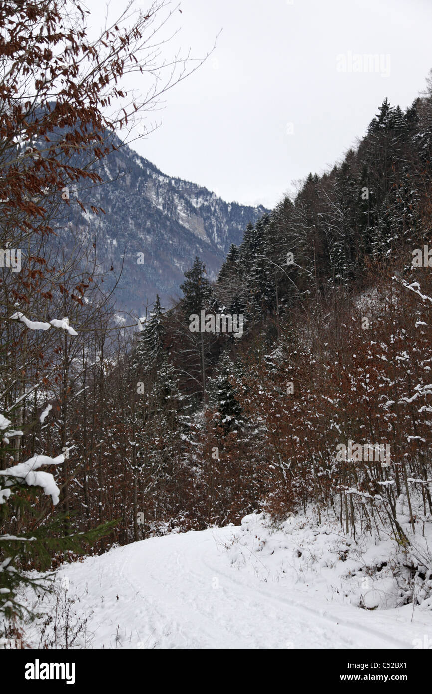 Sentiero che attraversa la foresta sulla montagna nei pressi di Wilderswil, Svizzera Foto Stock