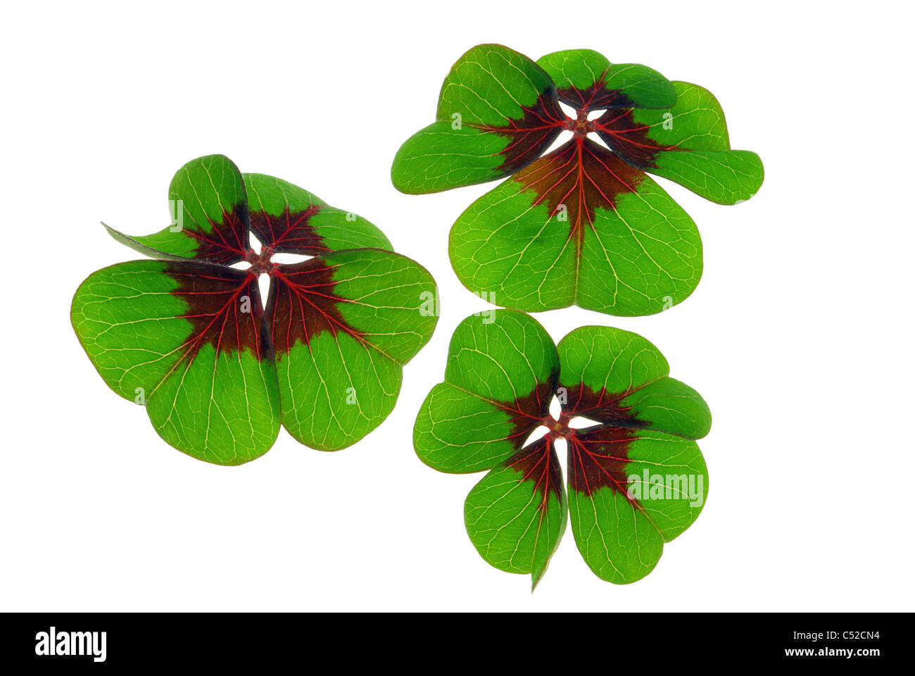 Glücksklee - quattro leafed clover 26 Foto Stock