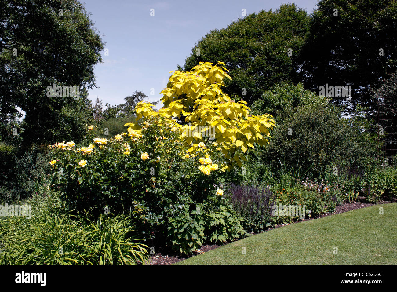 CATALPA BIGNONIOIDES AUREA. INDIAN Bean tree. Crescendo in un confine d'estate. Foto Stock