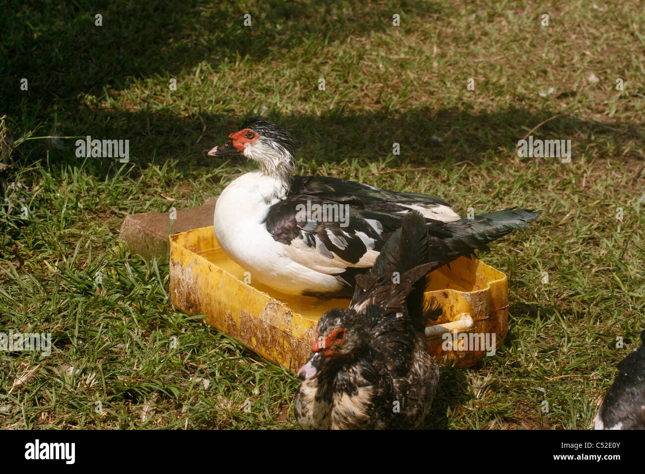 Un adulto anatra muta la balneazione (Cairina moschata) Foto Stock