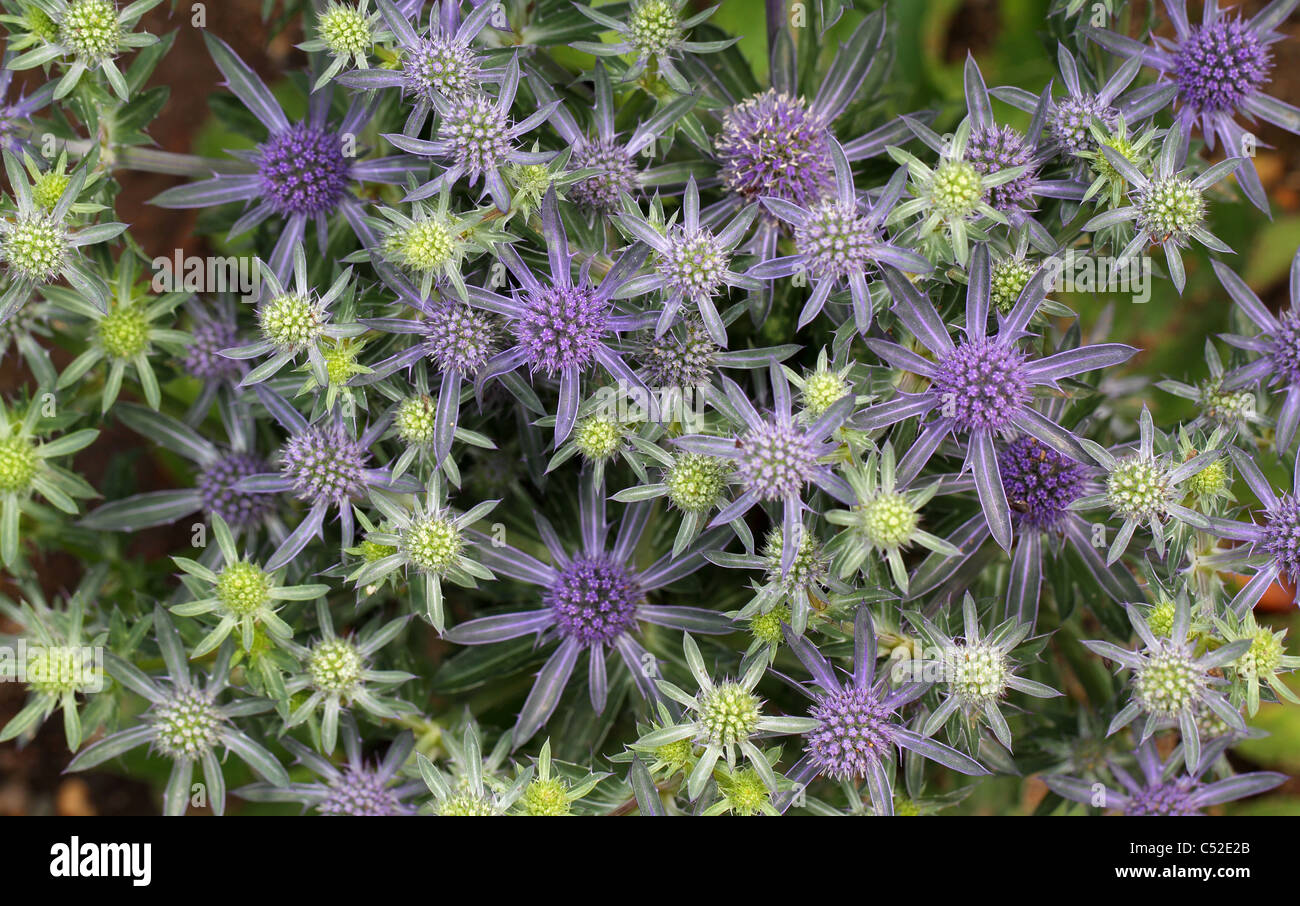 Mare piatto holly blossom Eryngium planum Foto Stock