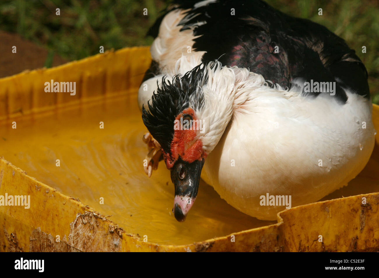 Un adulto anatra muta la balneazione (Cairina moschata) Foto Stock