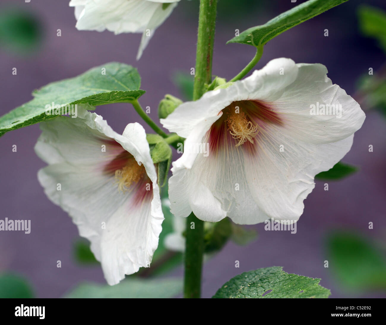 Bianco Fiori Hollyhock Alcea rosea Foto Stock
