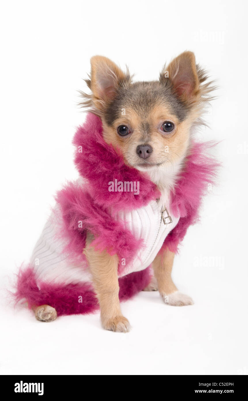 Chihuahua cucciolo vestito in fantasia giacca invernale Foto Stock