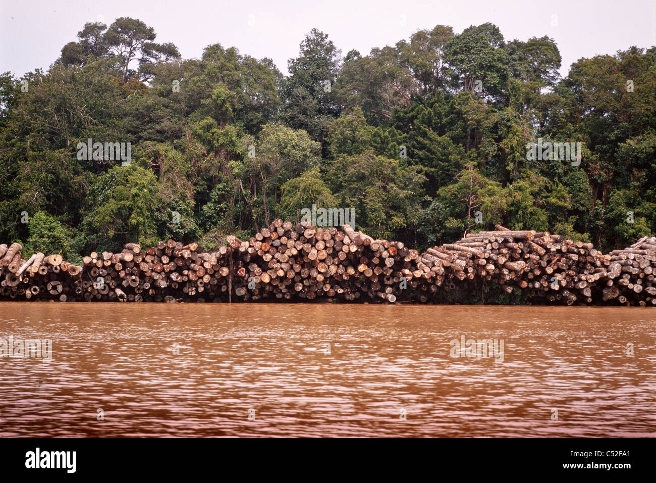Logs tagliati di recente trasferimento attendono vicino al confine Mulu, Baram river, Est Malesia, Borneo Foto Stock