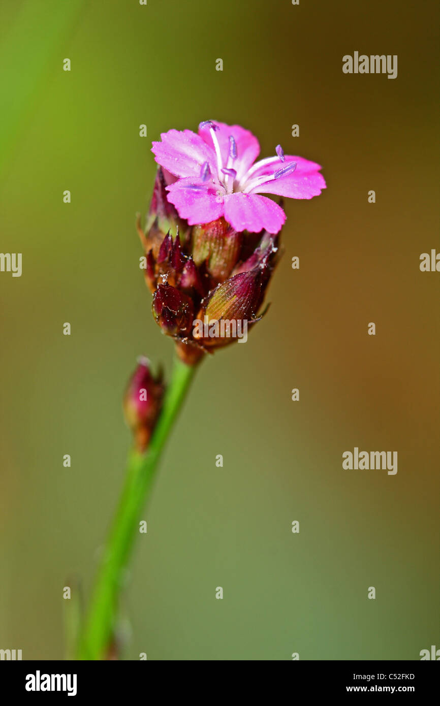 Dianthus carthusianorum (Certosini) rosa Foto Stock